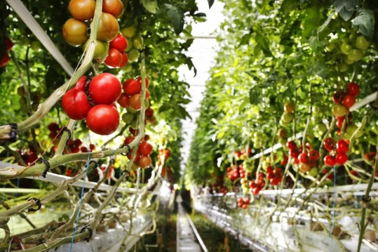 Rougeline une marque créée par des Paysans du Sud de la France a choisi le logiciel QSE Qualishare pour piloter son système de management